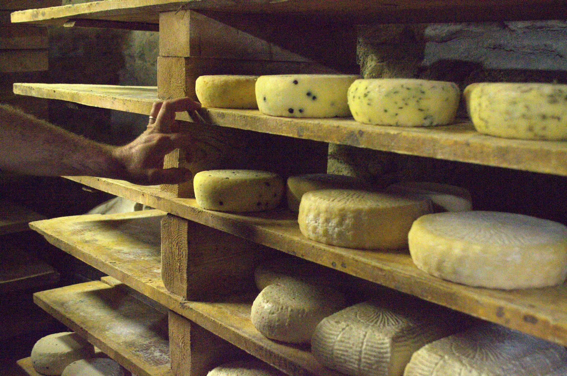 Close-up of various artisanal cheeses maturing on wooden shelves in Usseaux, Italy.