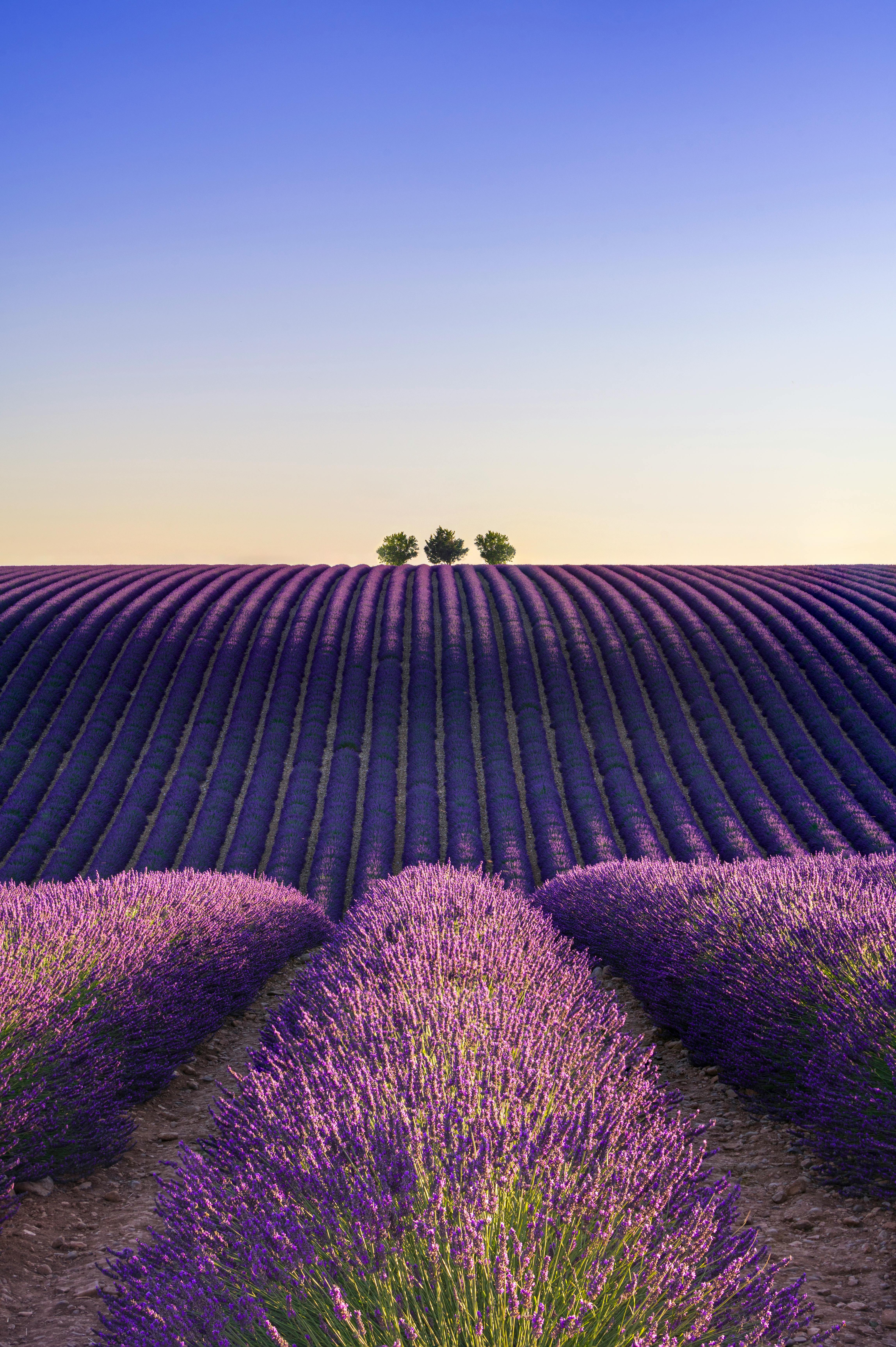 Beautiful lavender fields at sunset in Provence, France
