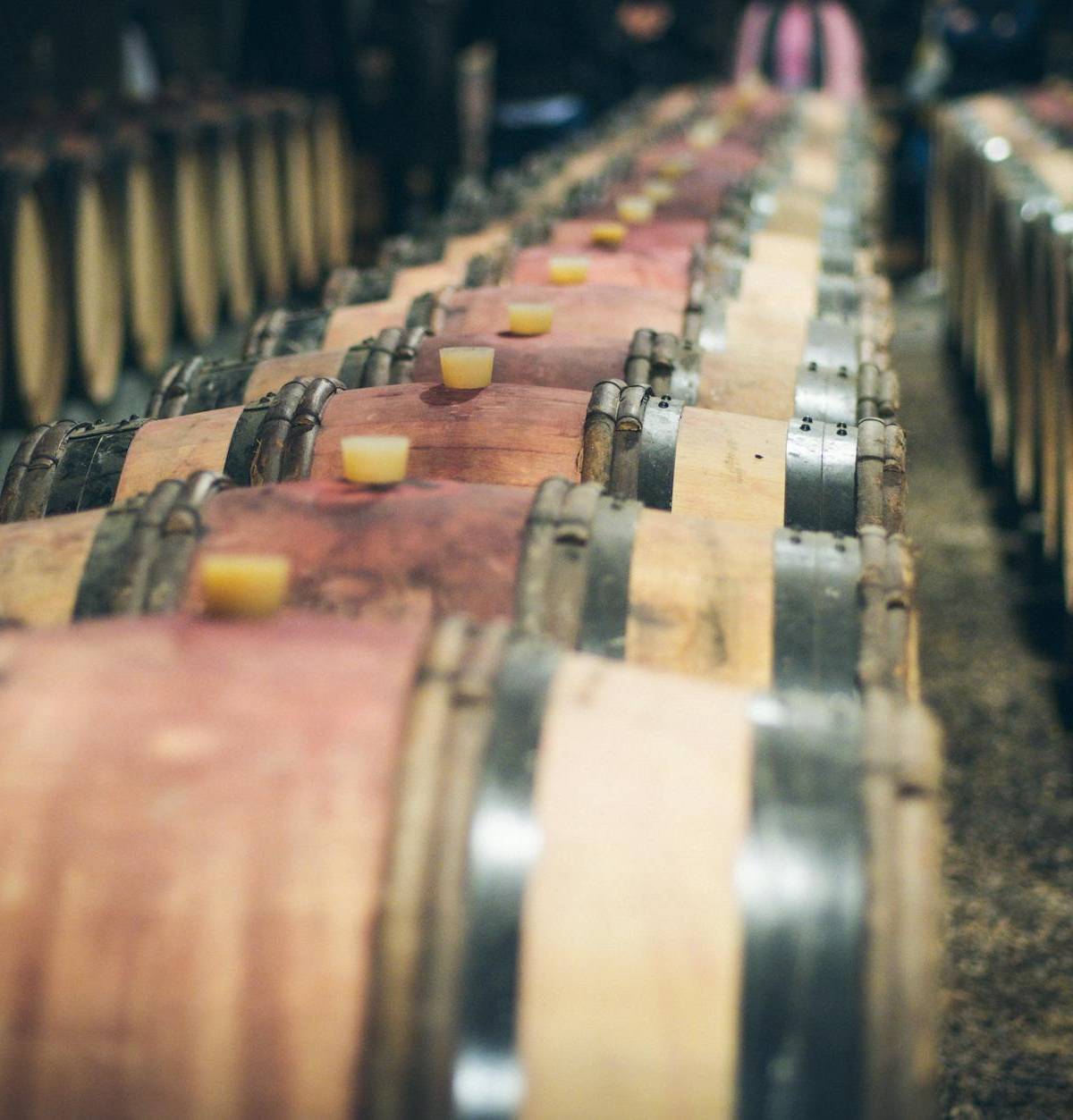 Rows of oak wine barrels, illustrative photograph